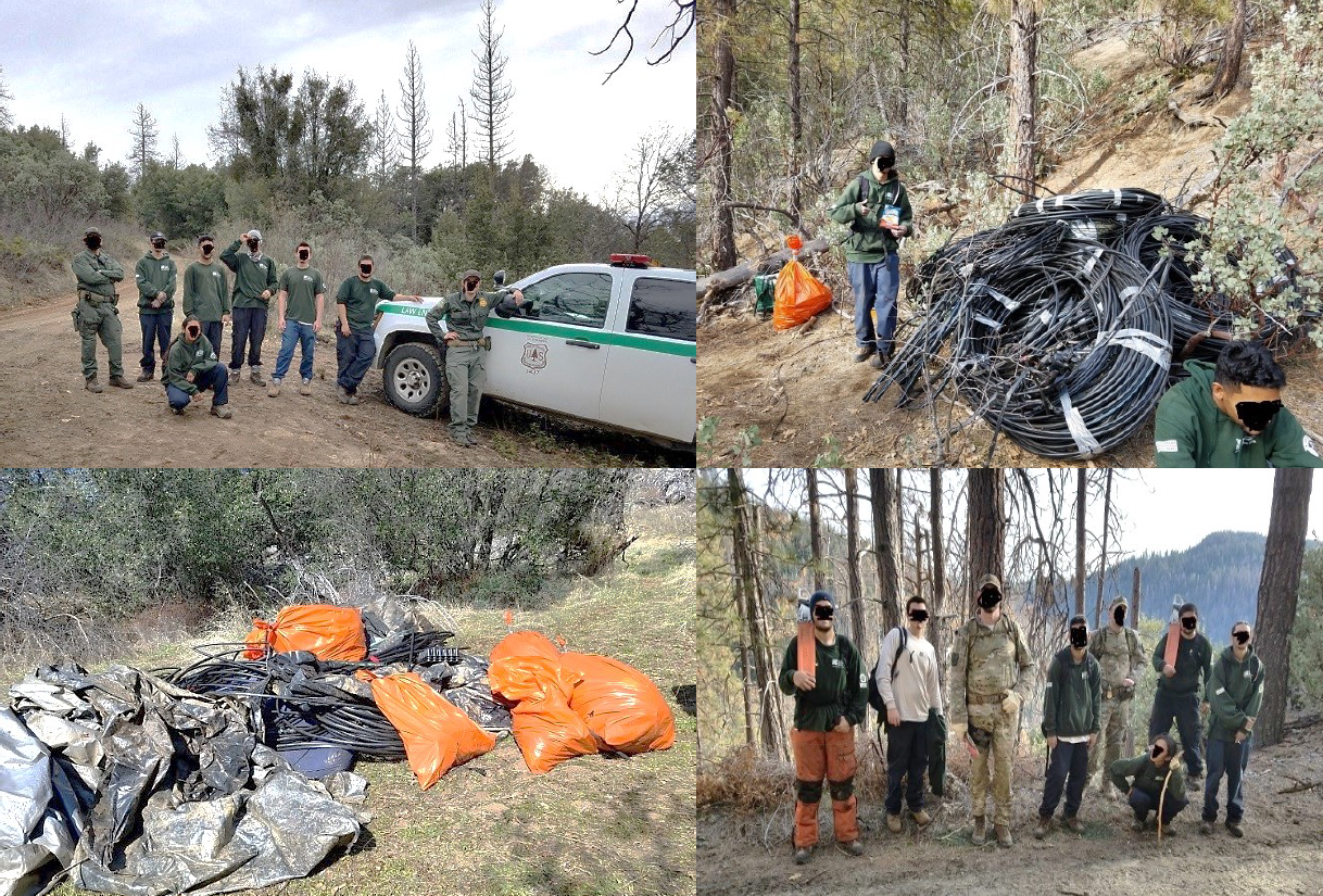 law enforcement marijuana clean up operation collage