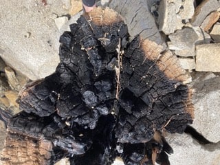 Close-up of a burned out tree stump from a Firewise USA® Workday