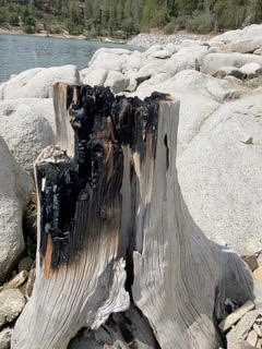 Burned out tree stump by Bass Lake, CA from Firewise USA workday