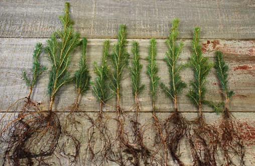 Tree seedlings laid out on a wooden table