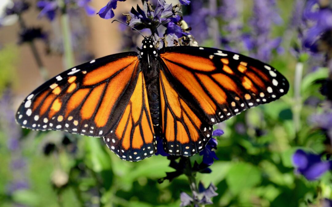 Monarch Butterfly Habitat Project