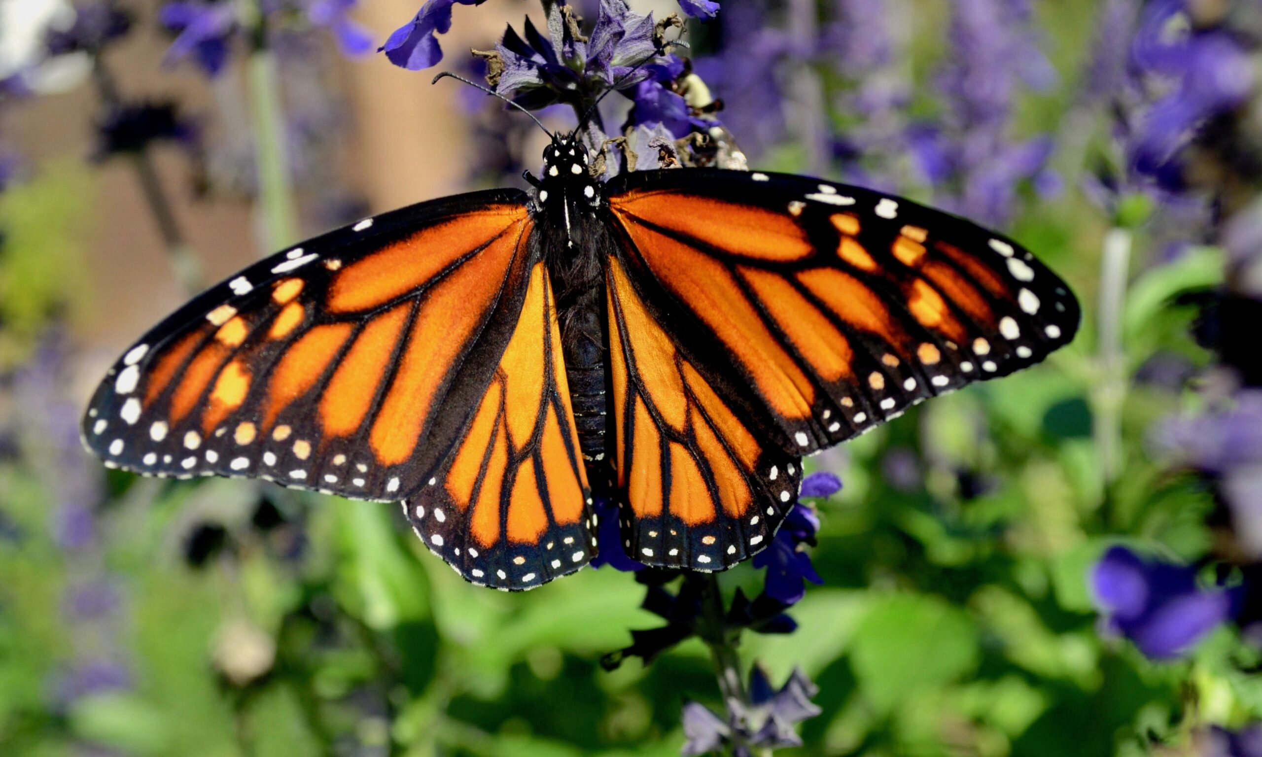 Adult Monarch butterfly on a flower