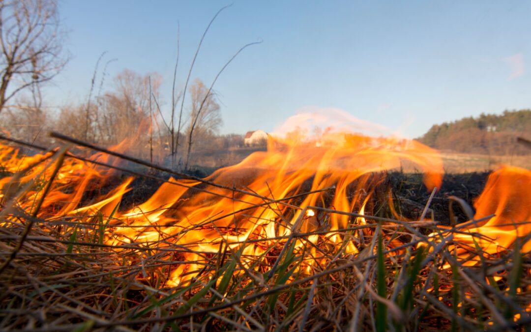 Close-up of fire at a controlled burn